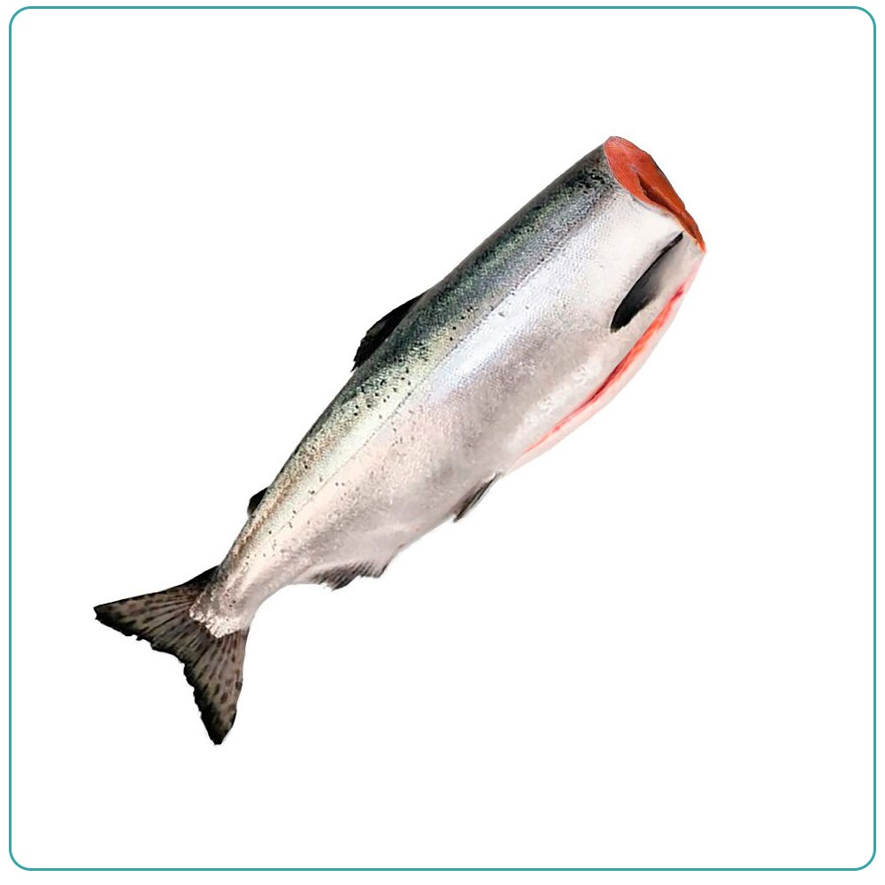 Горбуша морская