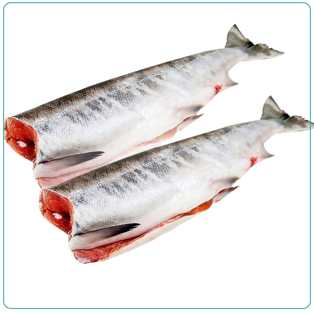 Кета морская