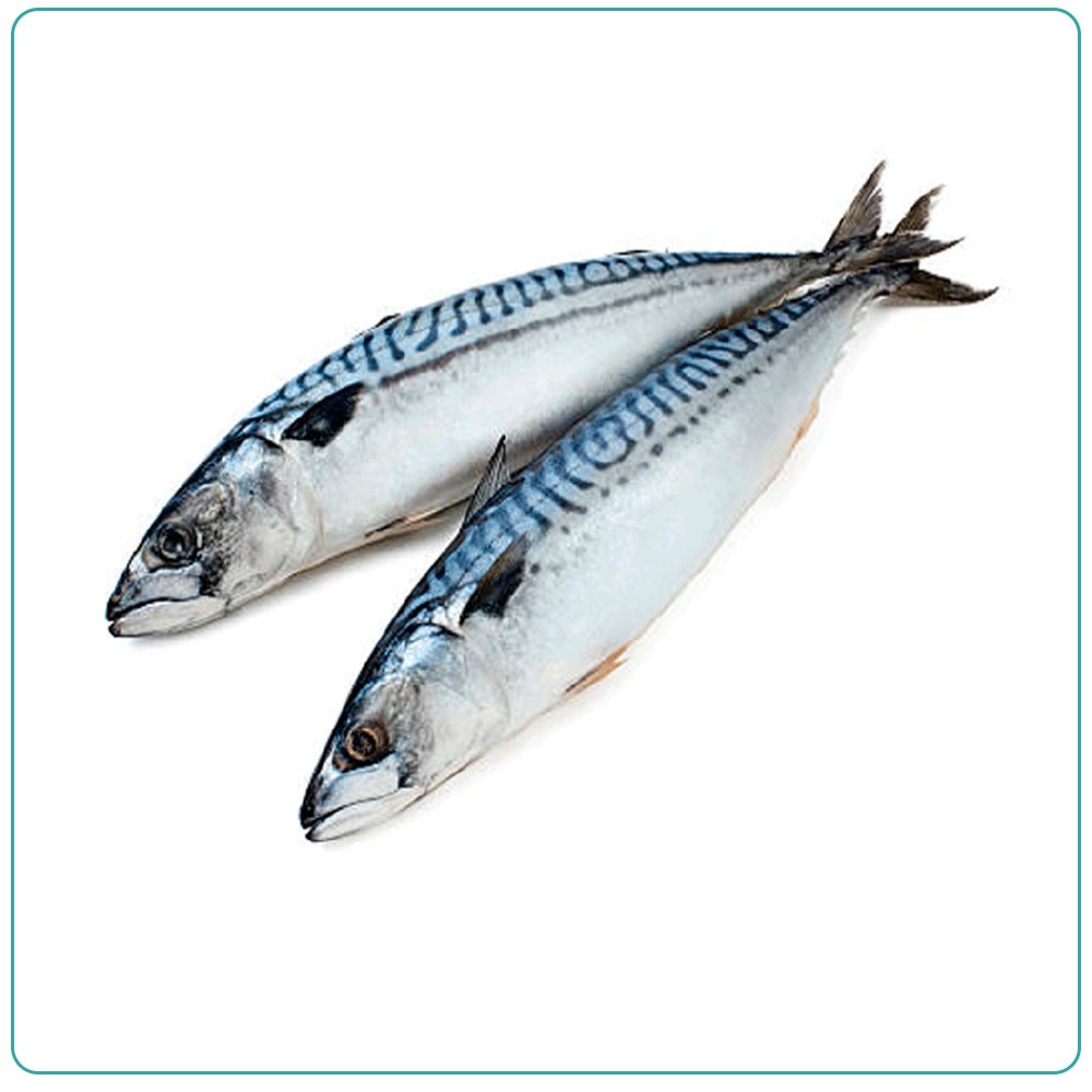 Скумбрия морская