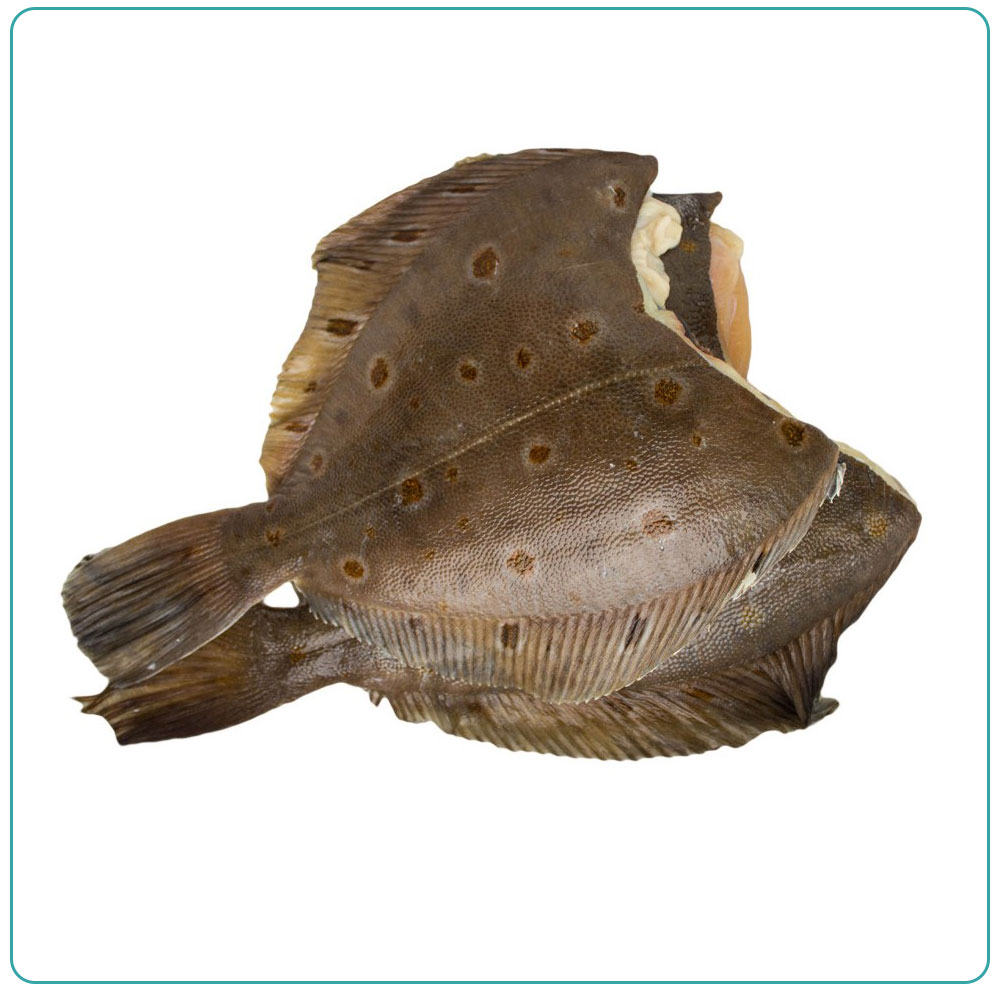 Камбала северная