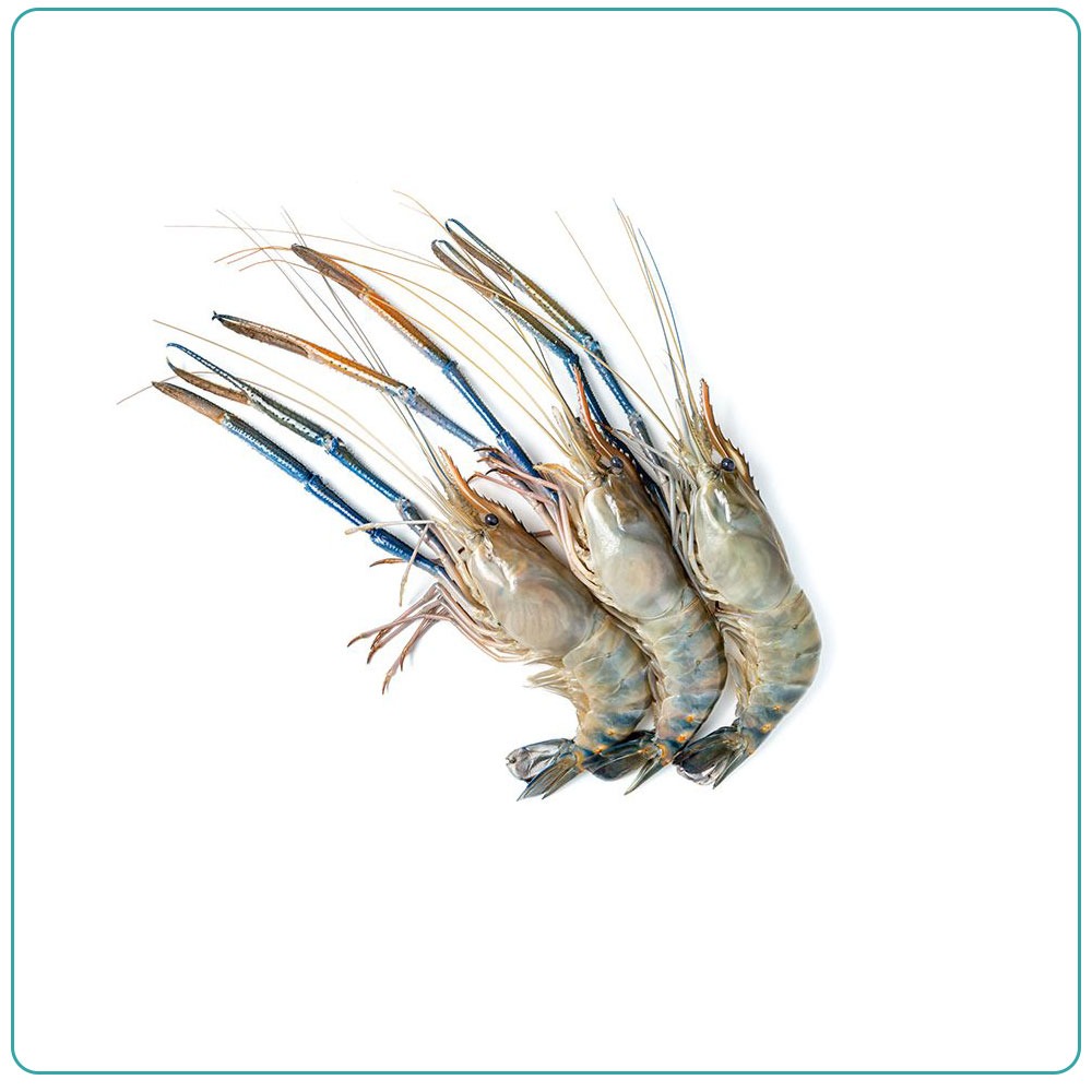 Креветка скампи