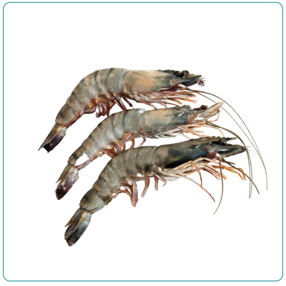 Креветка тигровая 16/20