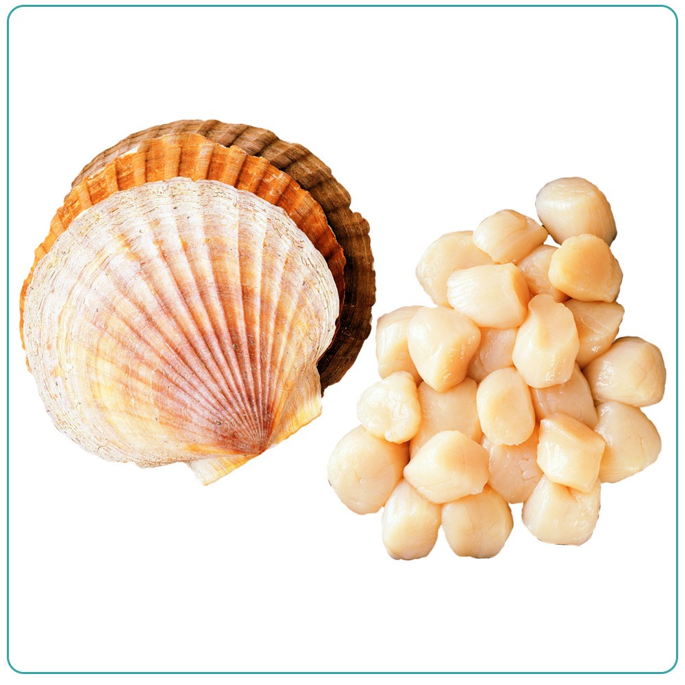 Филе гребешка 60/80 глазурь 8%