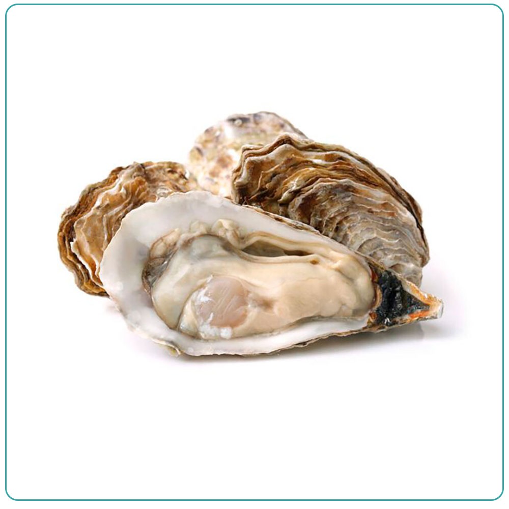 Устрица Хасанская на полустворке свежемороженая