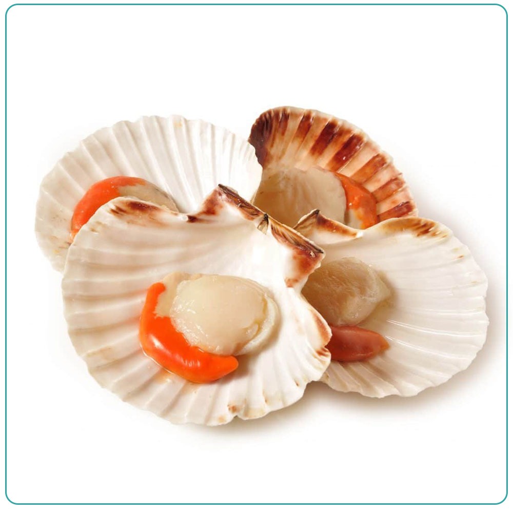 Гребешок на полустворке