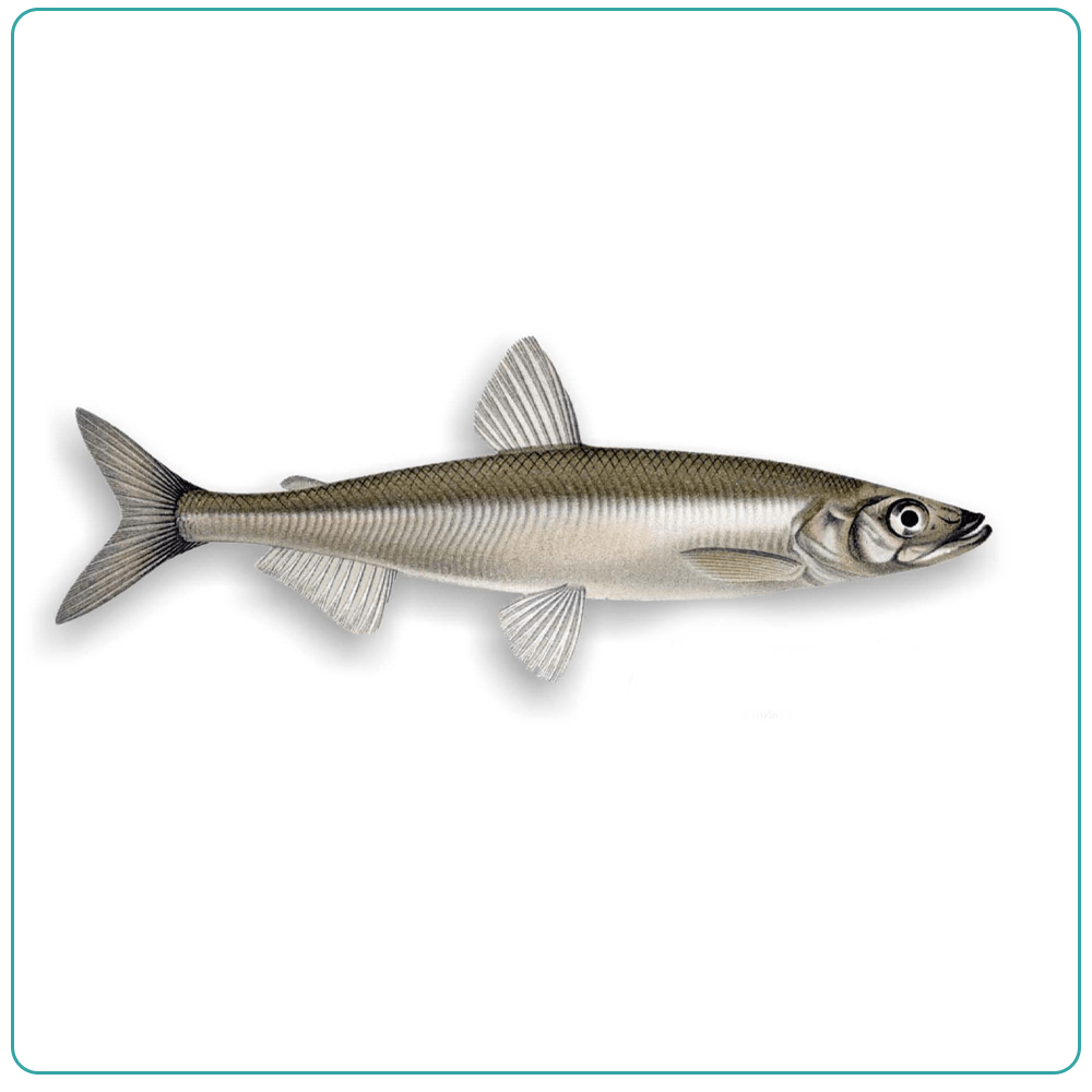 Корюшка н/р 23+