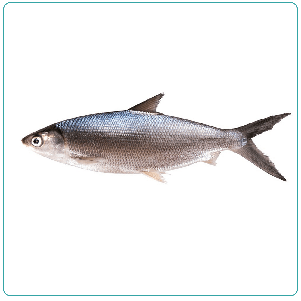 Молочная рыба